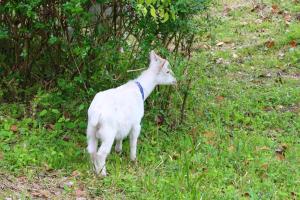 Foto dalla galleria di 森のやかた湯ったり館 