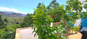 a view from a house with a tree at El Carmen de Sexi in Almuñécar