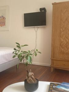 a potted plant sitting on a table in a room at Le Clos de Marguerite in Mellecey
