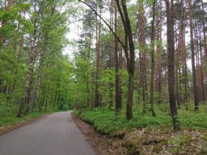 a road in the middle of a forest with trees at Domek w Borach in Nowe