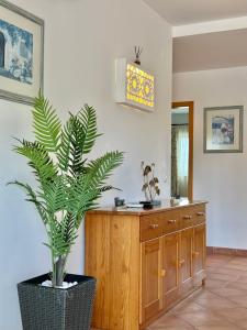 un palmier dans un pot dans une cuisine dans l'établissement Grupo Morgado - Quinta do Morgado - Morgado Luxury, à Tavira 71 autres photos