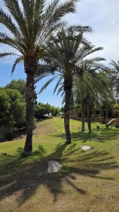 un grupo de palmeras en un parque en Espectacular Casa Con Vistas, en Cala de Finestrat