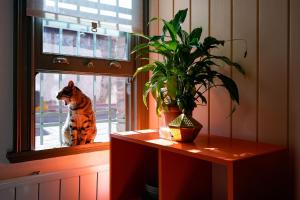 Un gatto guarda fuori da una finestra di Balat Butik Hotel a Istanbul Altre 123 foto