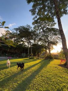 Domácí mazlíčci ubytovaní s hosty v ubytování Casa Açucena no sítio Gaia Miguel Pereira RJ + 11 fotografií