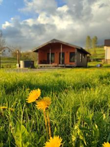 a house in the middle of a field with yellow flowers at Family House Volosianka in Volosyanka