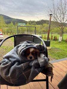 a small dog laying in a blanket on a chair at Family House Volosianka in Volosyanka
