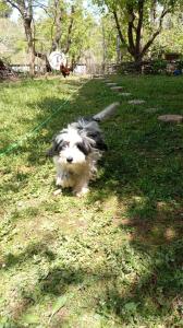 a black and white dog on a leash in the grass at KALE-İBALA PALAM OTEL Cafe in Eskiömerler