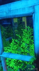 a view of a green plant in a tank at KALE-İBALA PALAM OTEL Cafe in Eskiömerler