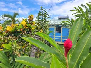 a red flower in front of a blue building at Au coeur du papillon spa privé in Goyave