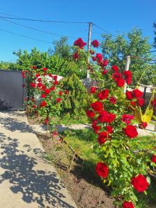Zahrada ubytování Paradise cottage