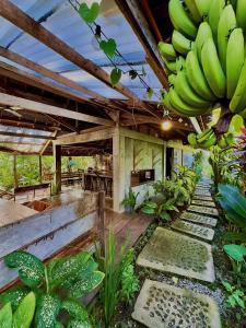 a room with a bunch of bananas hanging from a ceiling at LOA Stay in Surigao