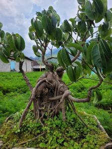 a small tree with a bunch of green bananas at Ayem Tentrem Homestay in Selo +6 photos