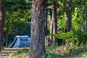 吉莱斯特尔Camping Onlycamp la Rochette的挂在帐篷旁边的树上的吊床