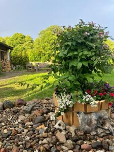 a potted plant sitting on a pile of rocks at Ferienwohnung Seestraße in Plau am See +4 photos
