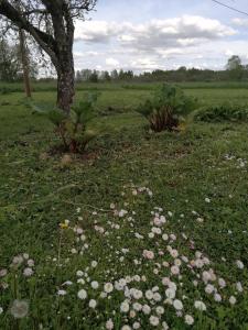 Zahrada ubytování Sillavahi maja