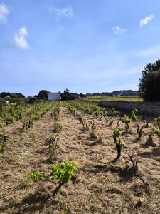 een veld van groene planten in een veld bij La casa di Rubin in Carloforte