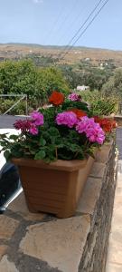 a pot of flowers sitting on a wall at Andros Guesthouses in Andros