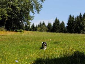 Domácí mazlíčci ubytovaní s hosty v ubytování Ruhiges Ferienhaus in Drachselsried in Waldnähe