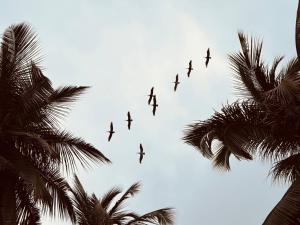 a flock of birds flying in the sky over palm trees at Cocobeach Palomino in Palomino