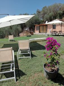 Dos sillas y una sombrilla y una planta en el césped. en Casa in campagna, en Monte Argentario