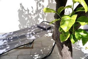 a bench next to a tree next to a tree at Casa al mare - Puglia Mia Apartments in Monopoli