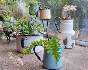 a group of potted plants sitting next to a window at 2 personas, desayuno, gran ubicación in Osorno