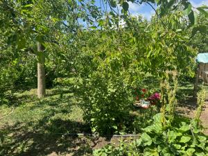 a garden with a bush with flowers in it at Иззат in Akchiy