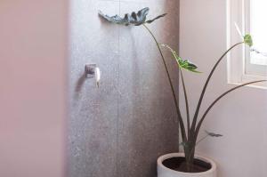 a plant in a pot next to a wall at Ocean Views at The Holkham Fairy Bower in Sydney +31 photos