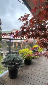 una fila di piante in vaso su un ponte di legno di Brasov Loft a Braşov