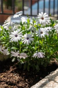 Imagen de la galería de Silot apartment 4, en Nea Fokea