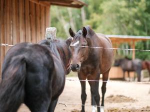 a brown horse standing next to a fence at Biohof Medewege in Schwerin