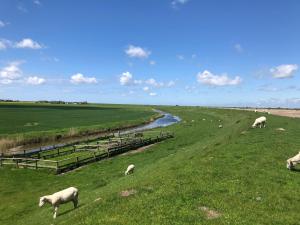 a herd of sheep grazing in a field next to a river at große Ferienwohnung Inselhuus in Nordstrand