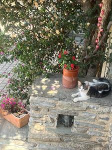 a cat laying on a stone wall next to a potted plant at Anastasia Luxury Villas in Gavrio