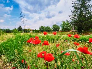 a field of red poppies in a field of grass at Casa Vittoria-Relax tra Lago di Garda e Verona in Custoza
