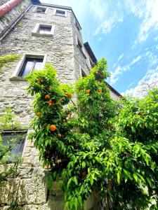 En have udenfor Castellana House