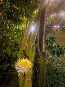 Jardín al aire libre en Himalaya Serene View Guest House & Farm Stay