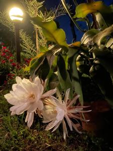 Jardín al aire libre en Himalaya Serene View Guest House & Farm Stay