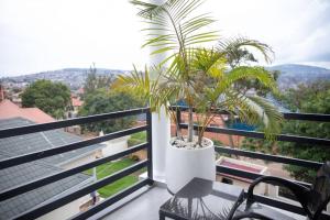 a balcony with a palm tree in a pot at Kigali Haven Apartment in Kigali