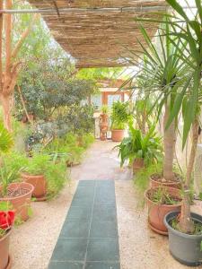 a garden with potted plants and a patio at sefranda-Casa di Elena in San Ġwann