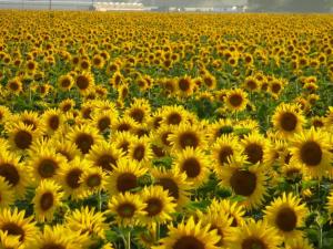 a large field of yellow sunflowers at Casa in collina in Tenaglie