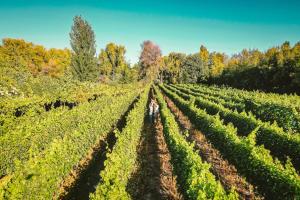 Zahrada ubytování Cava Colchagua Hotel Boutique