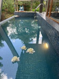 Bazén v ubytování Wilpattu Safari Resort nebo v jeho okolí