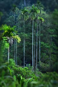 Imagen de la galería de River Valley Retreat Coorg, en Madikeri
