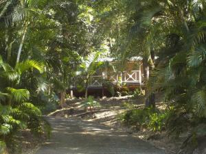 a road in front of a house with palm trees at Nati Lodge - Bungalow Guadeloupe in Bouillante