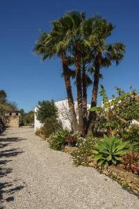 un camino de grava con palmeras y plantas en un soleado en Can Beia Rural House Ibiza, en Nuestra Señora de Jesús