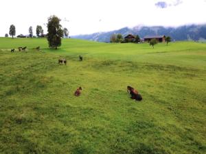Altri animali domestici presso la casa vacanze o nei dintorni