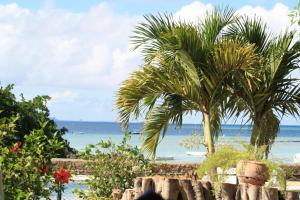a palm tree on a beach with the ocean at Villas Banyan in Grand Gaube