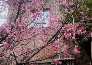 En hage utenfor 津沙小筑