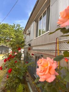 Zahrada ubytování Guest House Maia