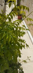 a green plant sitting on top of a ledge at Fay's House in Mesagrós +9 photos